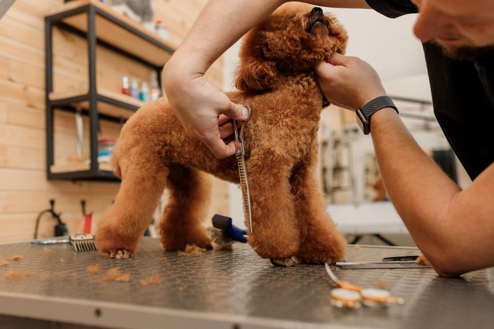 Добре дошли в Goldy Grooming Salon